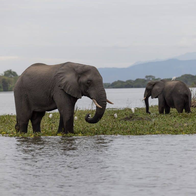 EC2-GW-EC-Elephant-Rescue-Rehabilitation-crp